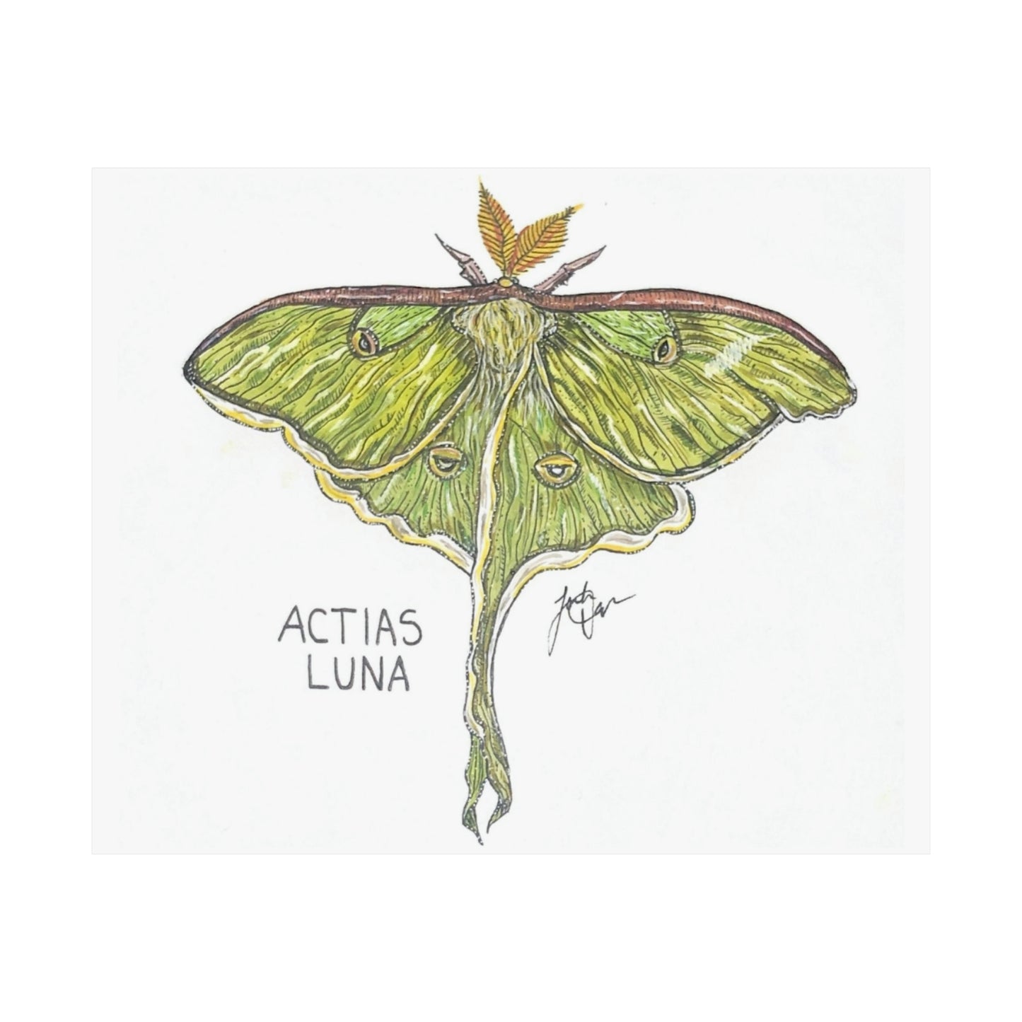 Actias Luna