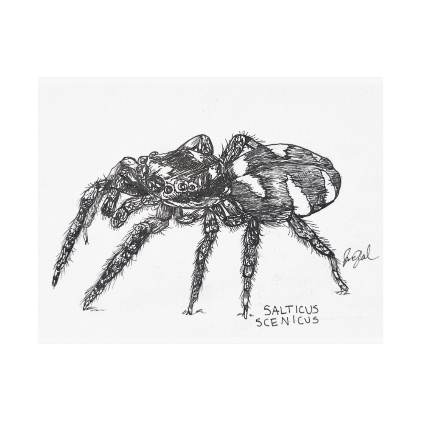 Salticus scenicus