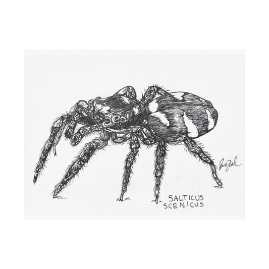 Salticus scenicus