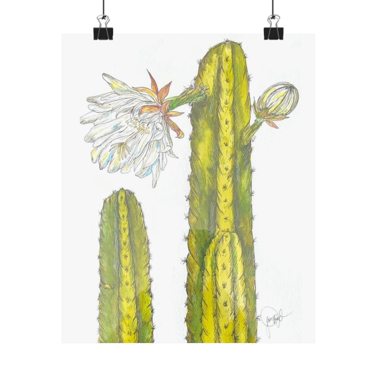 Echinopsis Pachanoi