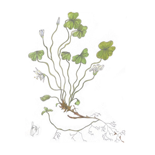 Oxalis Oregana