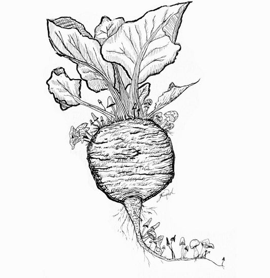 Beet's Mycology