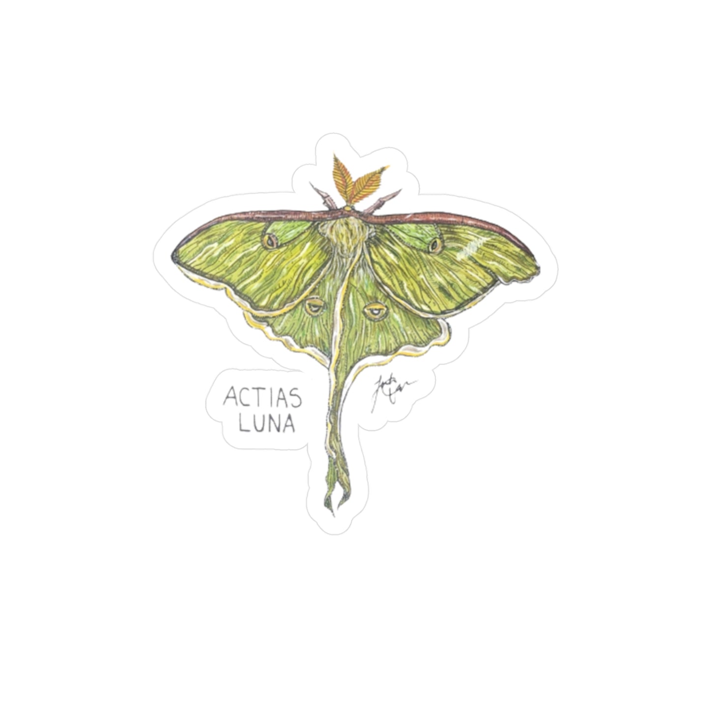 Actias Luna Kiss-Cut Sticker
