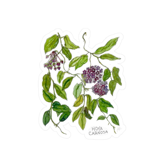 Hoya Carnosa Kiss-Cut Sticker