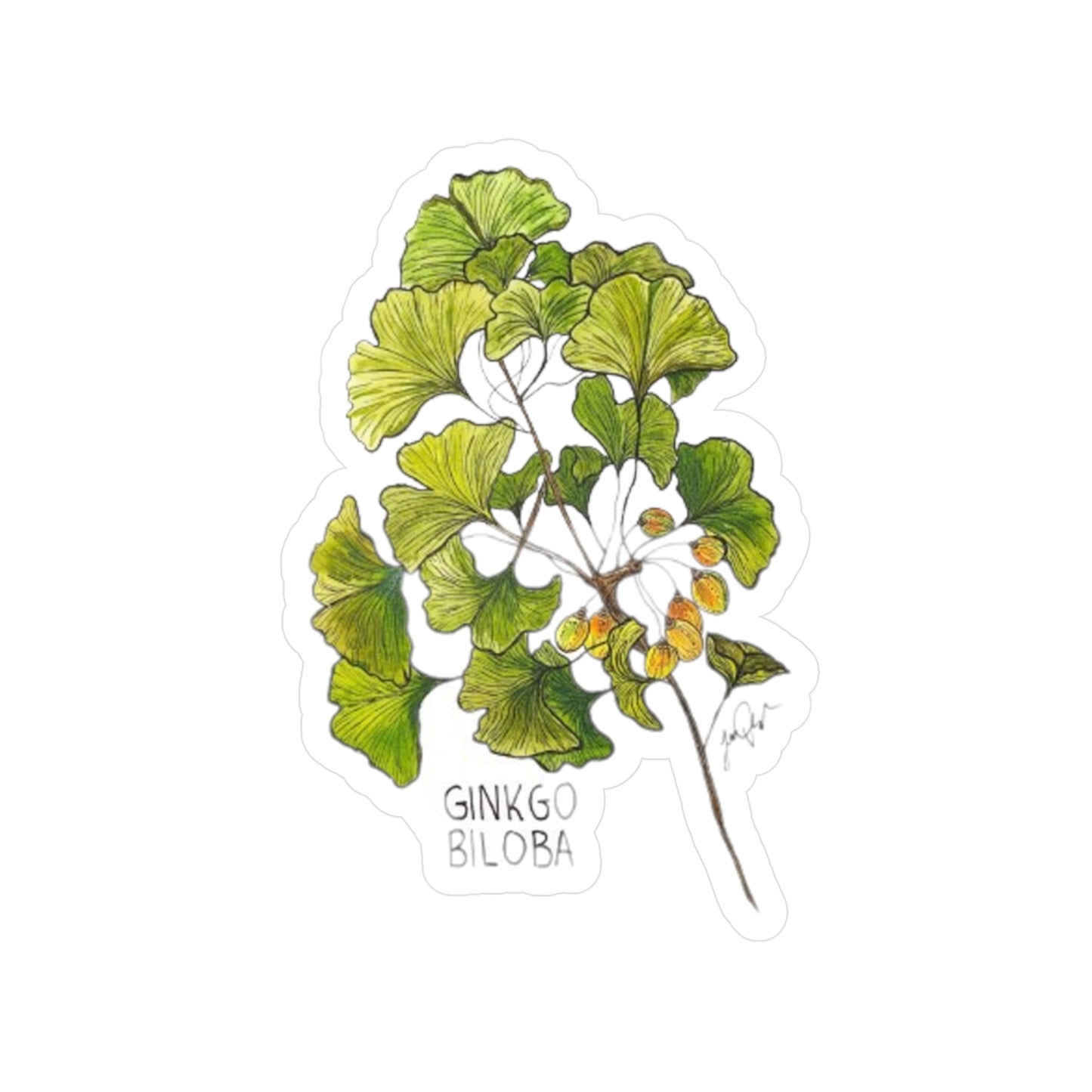 Ginkgo Biloba Kiss-Cut Sticker