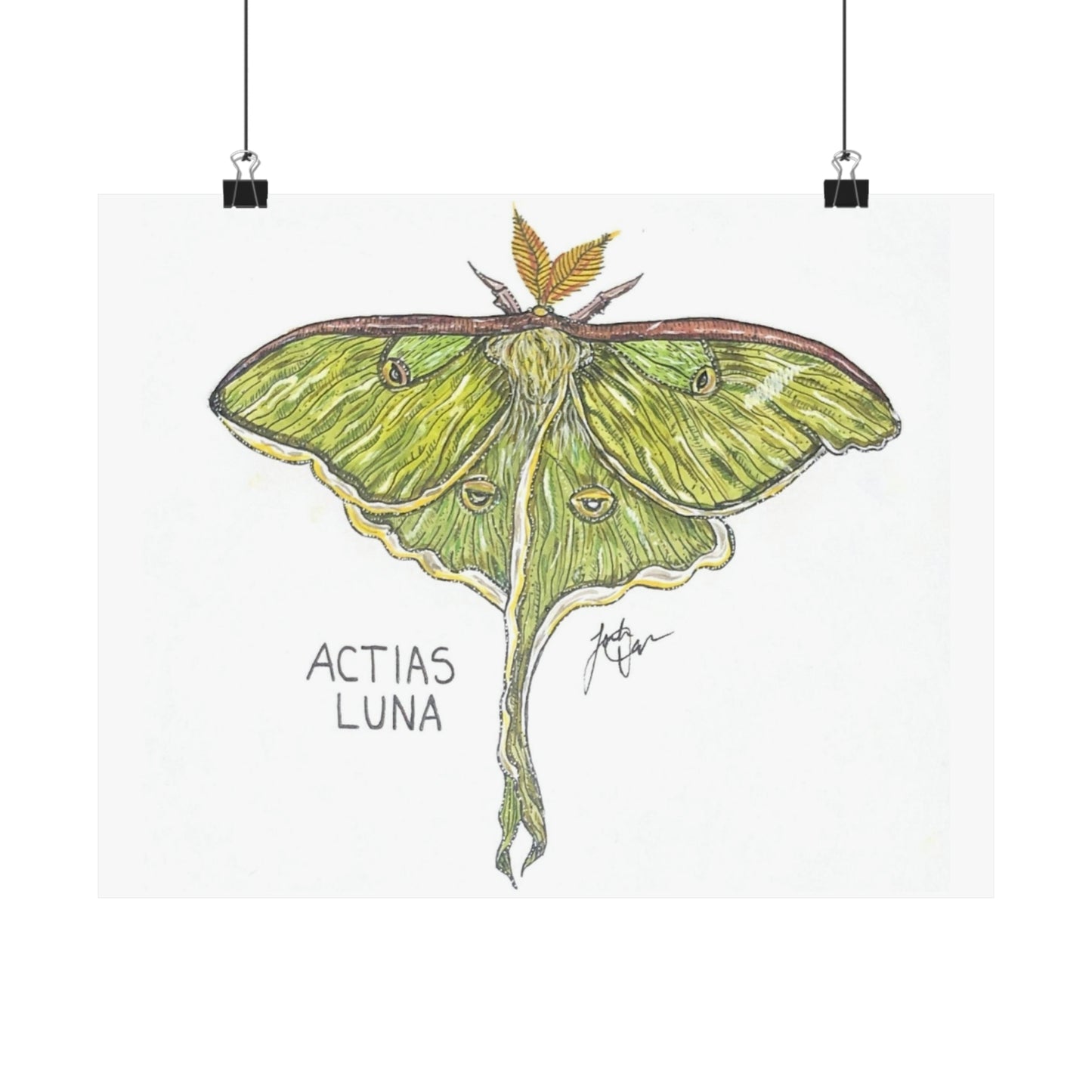 Actias Luna