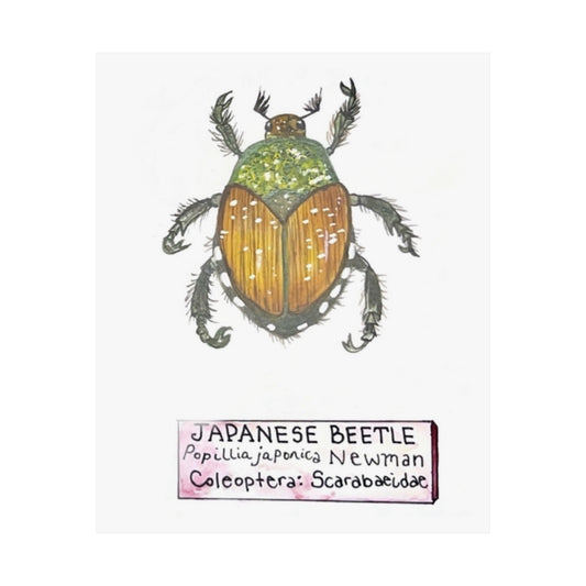 Japanese Beetle