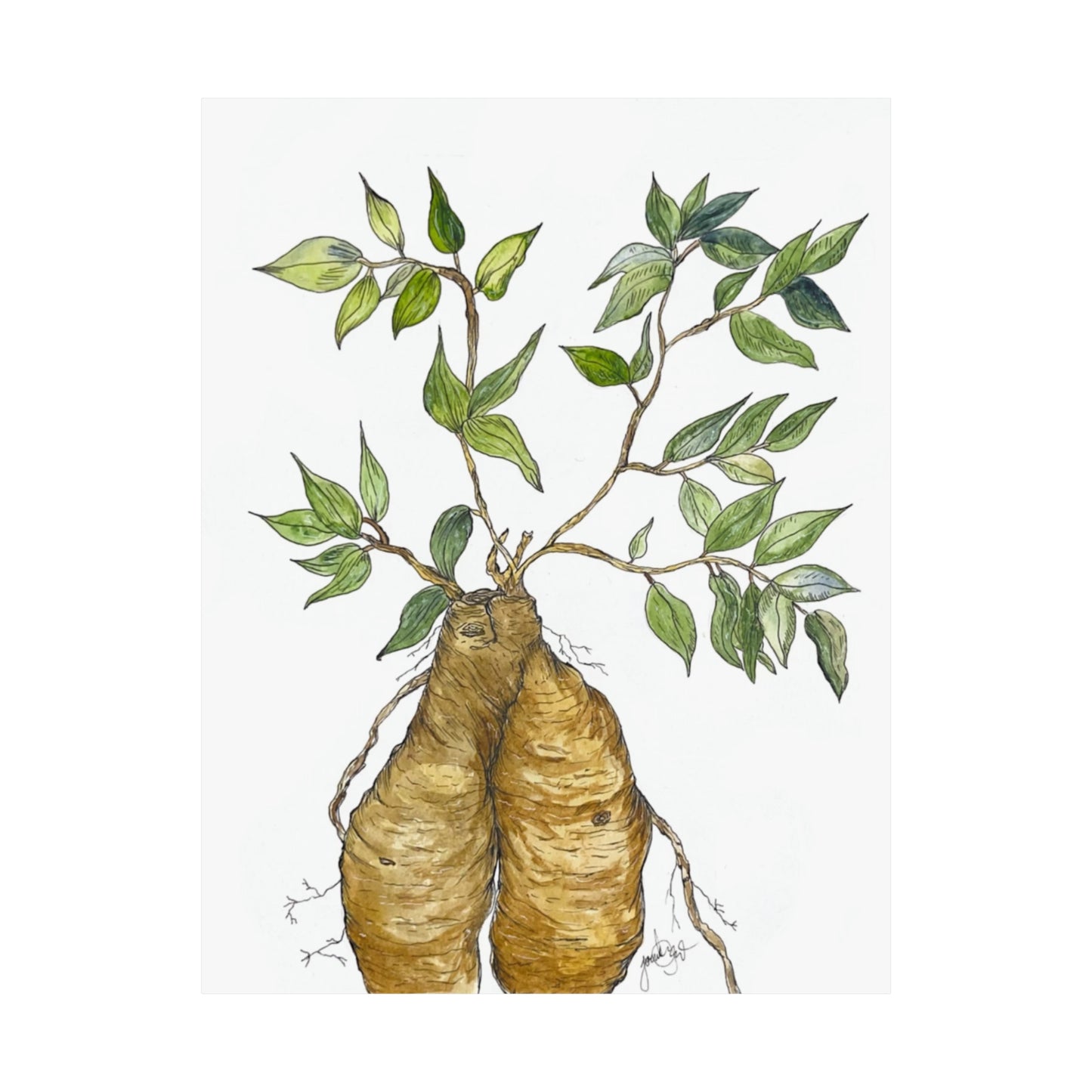 Ficus Ginseng