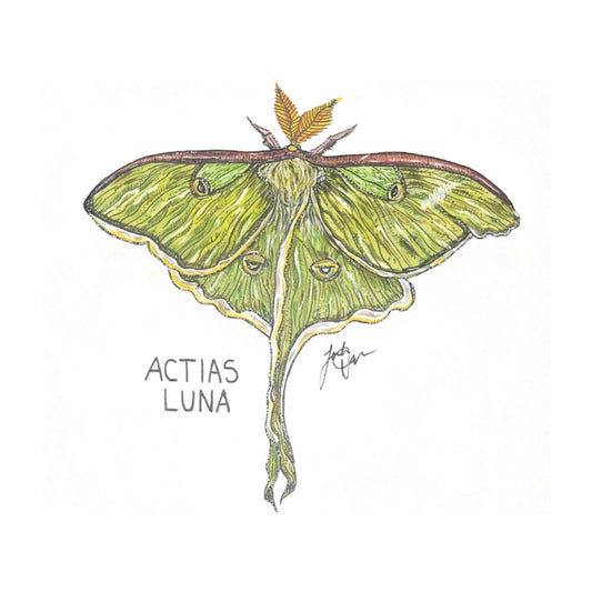 Actias Luna