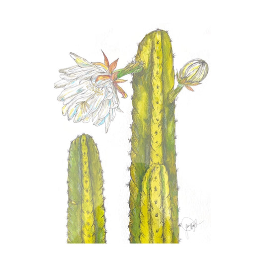 Echinopsis Pachanoi