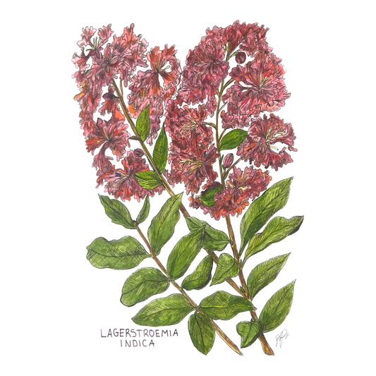 Lagerstroemia Indica
