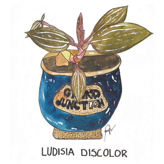 Ludisia Discolor