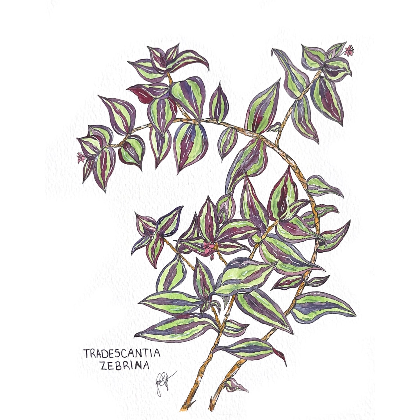 Tradescantia Zebrina Art Print