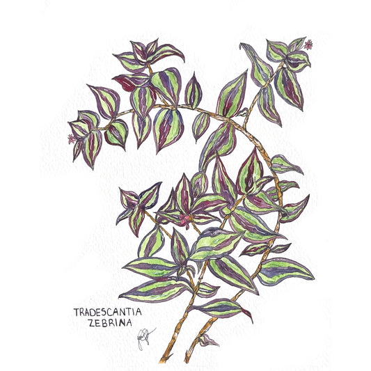 Tradescantia Zebrina Art Print