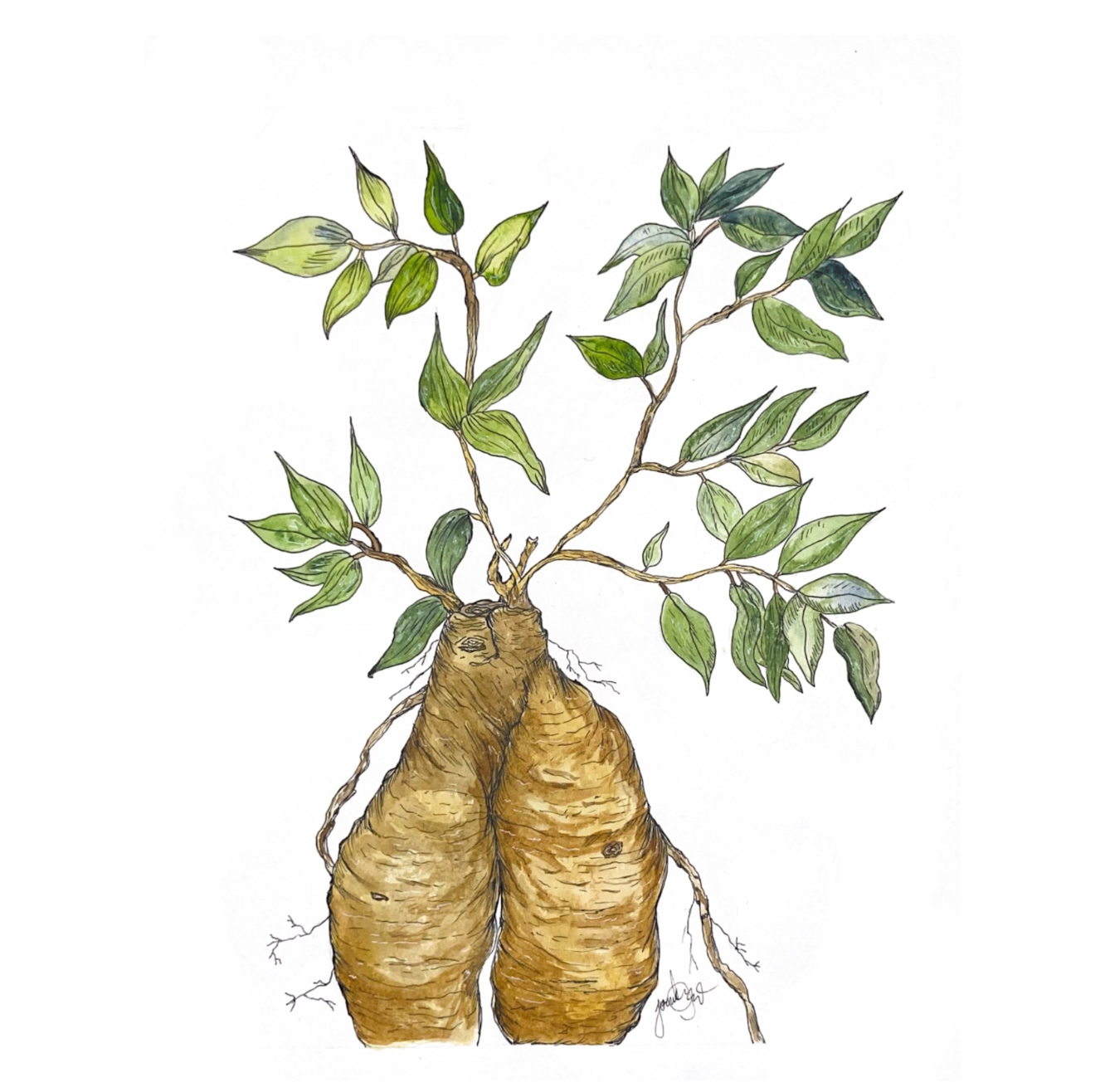 Ficus Ginseng